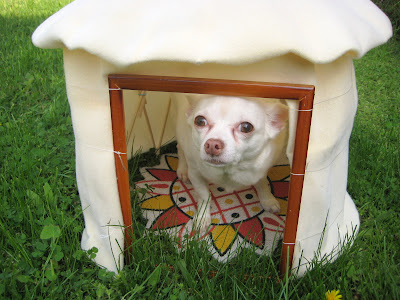 doggie yurt