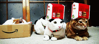 Gambar bergerak DP BBM Kucing lucu