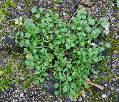 Cardamine hirsute (Cardamine hirsuta)