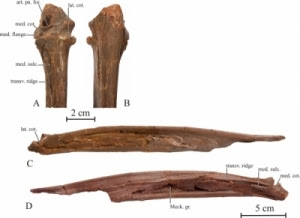 亞洲鳳凰 考古 巨鳥化石 - 亞洲鳳凰 考古發現巨鳥化石 Samrukia nessovi