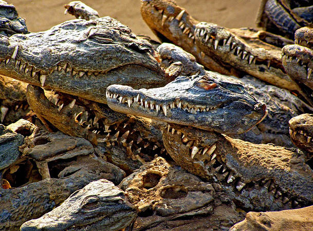 Voodoo fetish market alligator heads