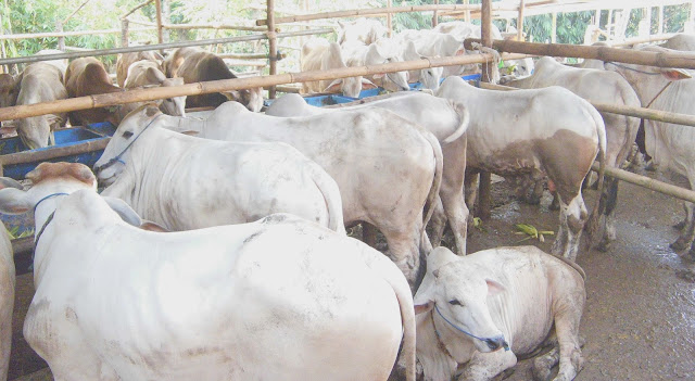 Alasan Harga Sapi Kurban Lebih Tinggi dari Sapi Biasa