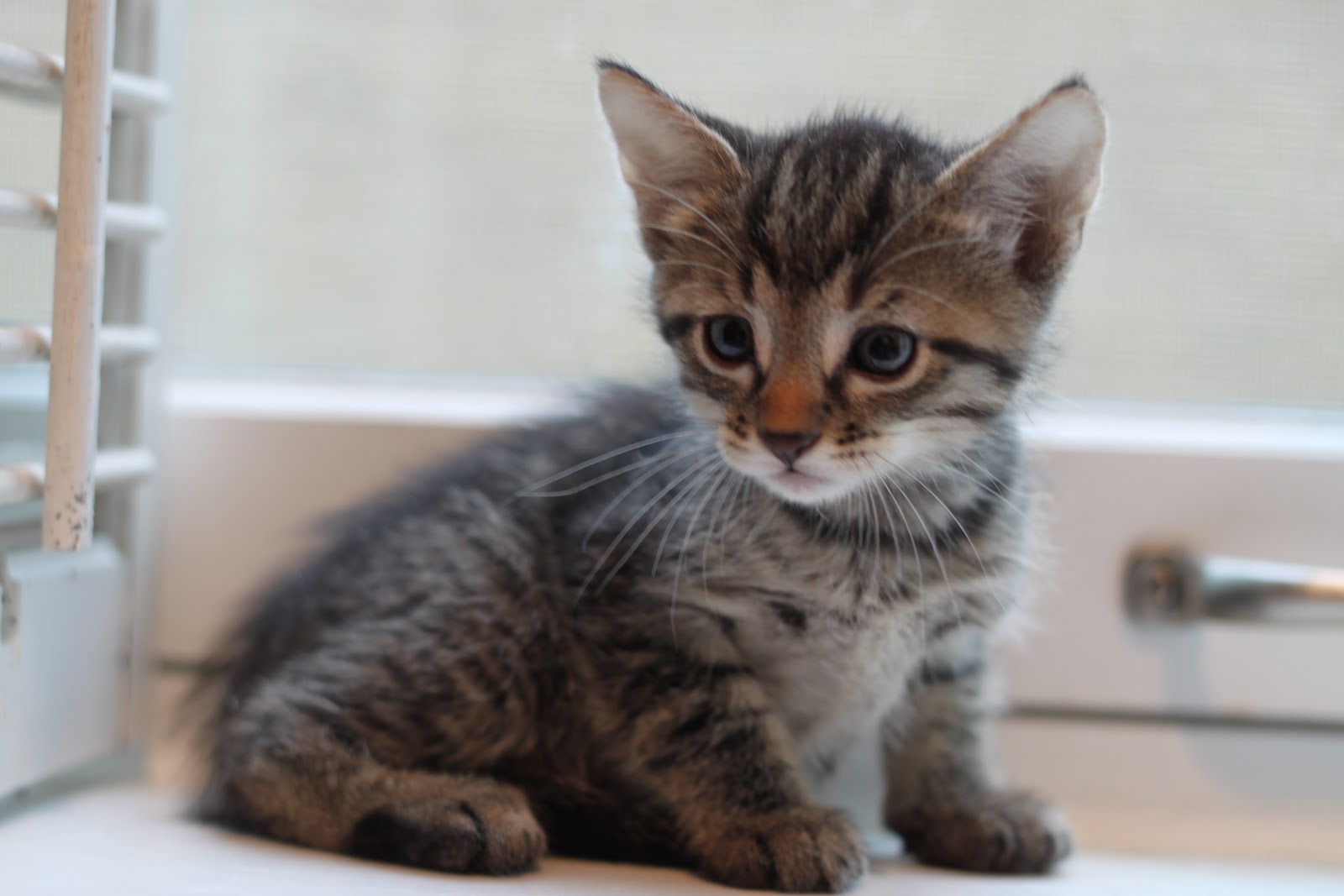 Weird News Kitty Saved From Under a Traffic Light Pole 