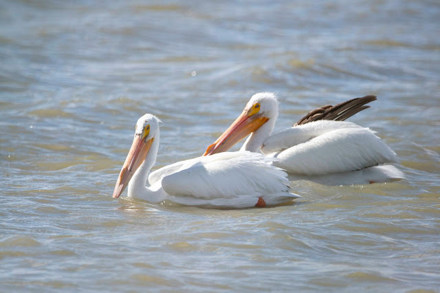 American White Pelicans Sacramento NWR California