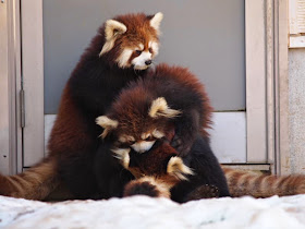 40 Adorable red panda pictures (40 pics), a pile of red pandas