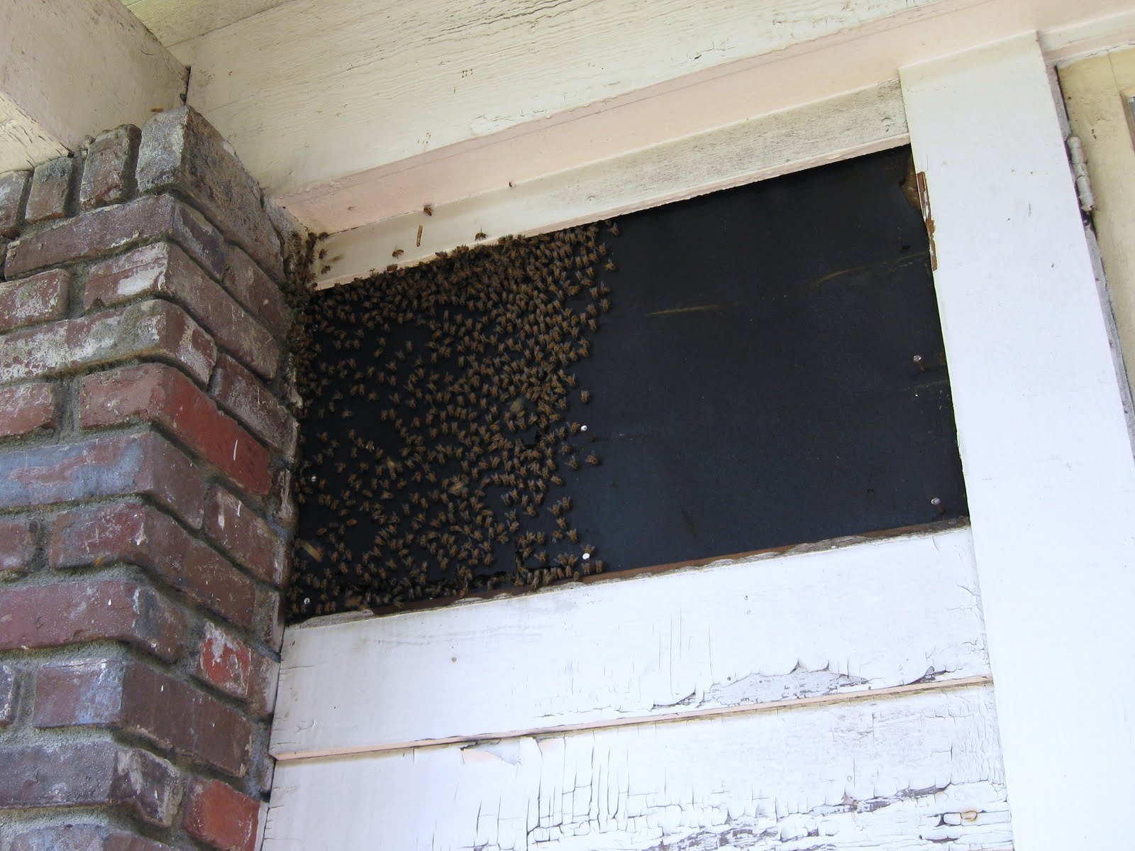 La Amateur Gardener 蜂の巣移動大作戦 序盤戦