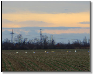 Schwäne auf dem Feld