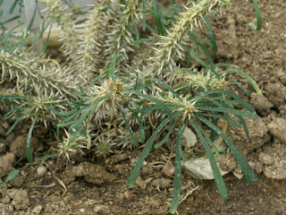 Euphorbe de Gottlebe - Euphorbia gottlebei