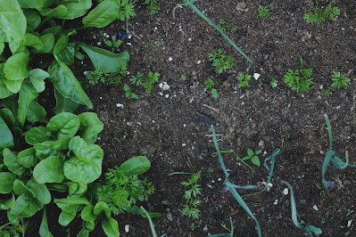 what is a kitchen garden and why it is helpful for our home?