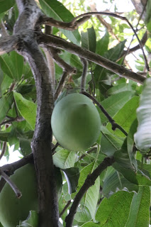 Mengo On a Tree