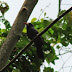 White-fronted Nunbird, Monja de Frente Blanca