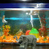 Fish tank with Elephant