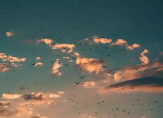 夕空を舞う鳥の群れ