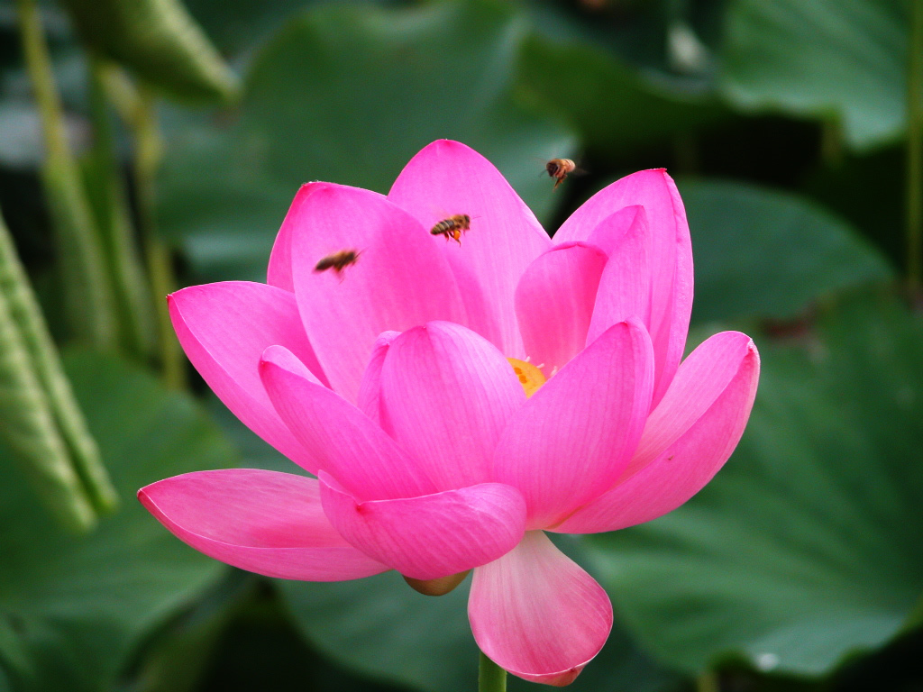 Gambar Bunga Lotus