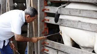 Marcação de animais a ferro quente pode ser proibida