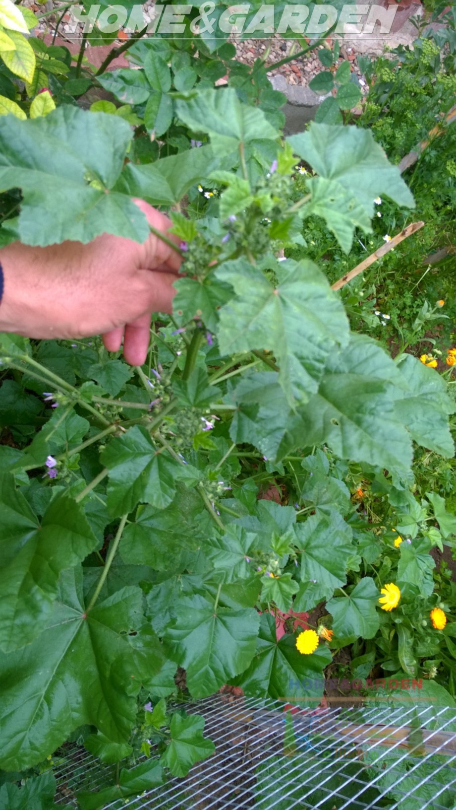 All parts of the mallow plant are safe to use and edible, the plant have been used as a food source for many years. The leaves and flowers can be eaten, and a tea can be made from the leaves, the flowers and the roots.