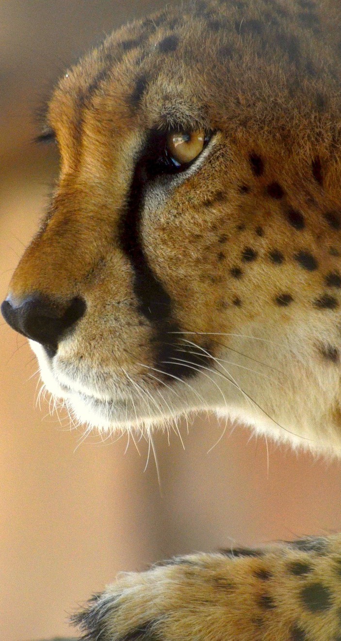 Cheetah face.