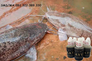 Essen Katilayu Ikan Lele Khusus Indukan