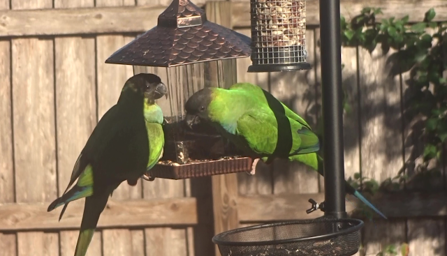 Steve of the Jungle's Wild Backyard Kingdom