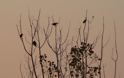 tree full of birds 2