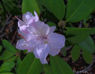 november rhodie