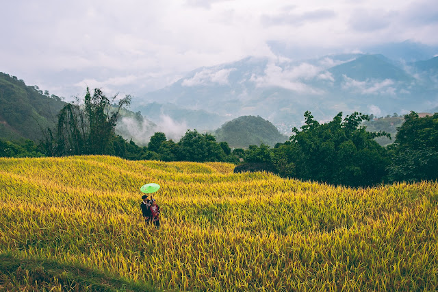 Hoang Su Phi rice terrace, Ha Giang