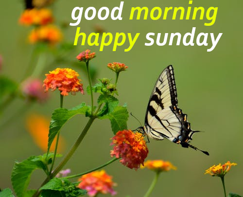 Good Morning Happy Sunday