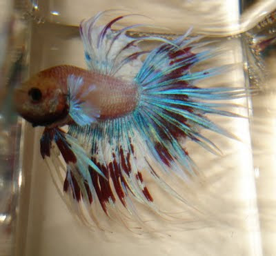 crowntail betta