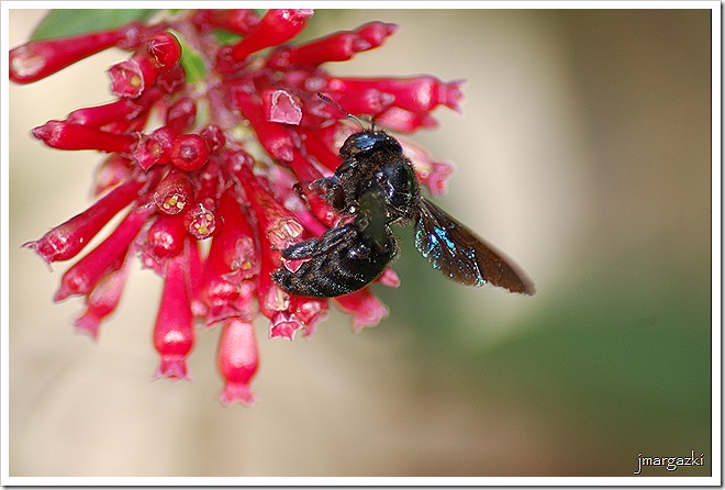 Xylocopa sp.