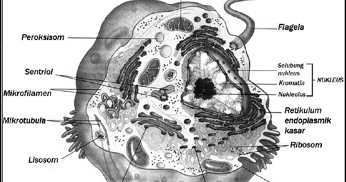 Sel Hewan & Sel Tumbuhan Beserta Gambarnya