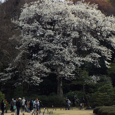 六義園のコブシの樹