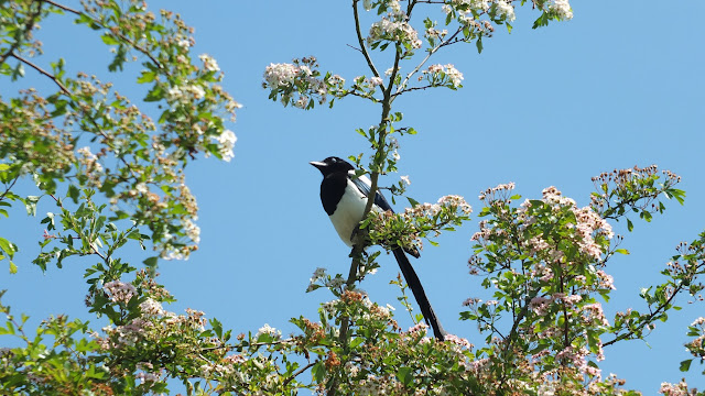 Magpie