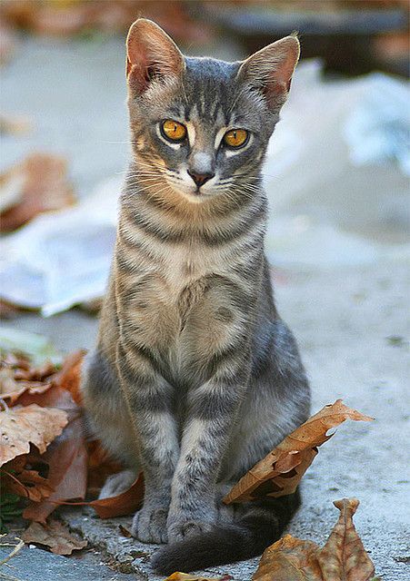 Three Cats Wearing His Heart On his Chest