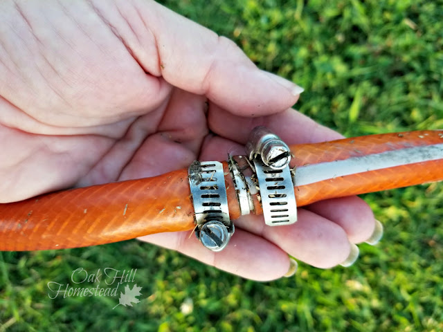 An orange garden hose in a woman's hand, fixed with a metal hose repair kit.