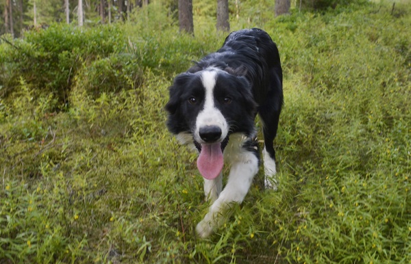 golden retriever border collie leonberger