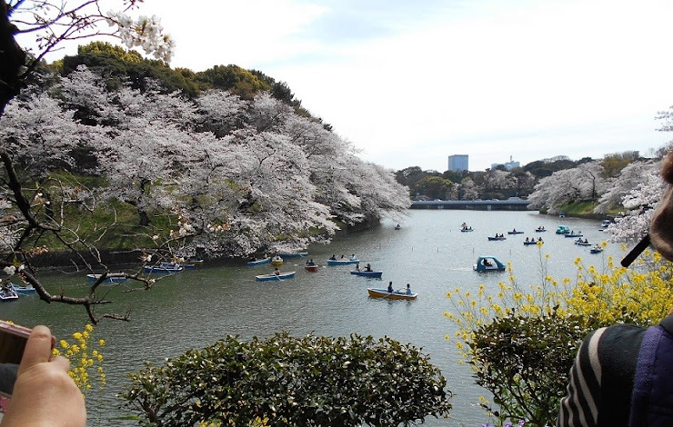 千鳥が淵の桜とボート２