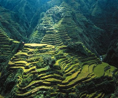 Banaue Rice Terraces In Phillipines