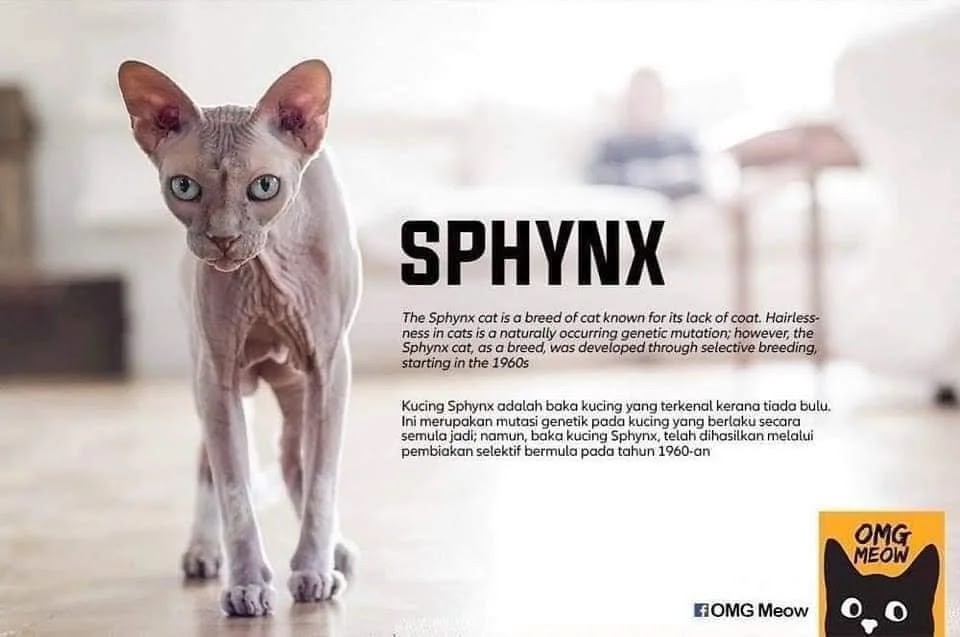 jenis kucing sphynx jenis jenis kucing