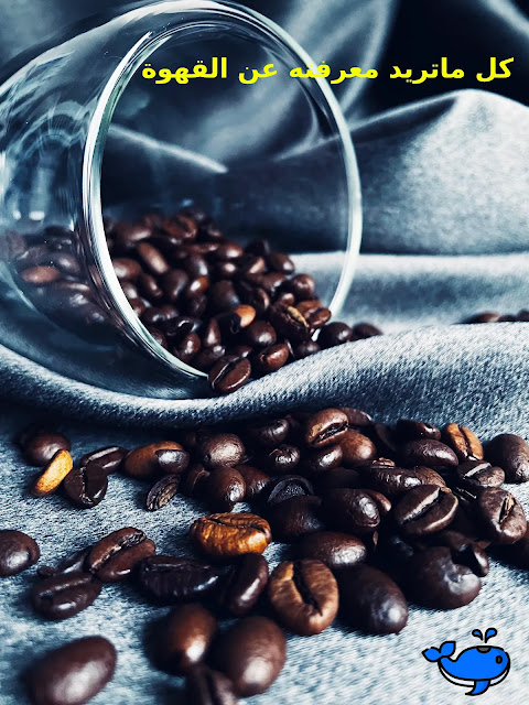 فوائد القهوة الصحية: كل ما تود معرفته عن القهوة وتأثيرها على صحتك
