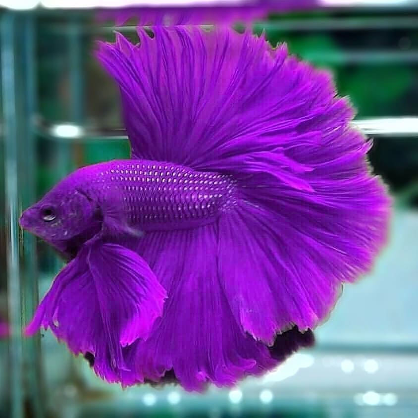 Different Types of Betta Fish(2020) – Tail, Pattern and Color, With Photos