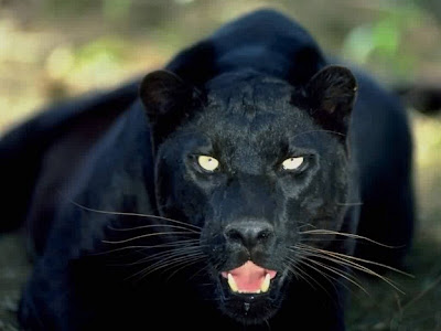 Black Panther animals Roaring Wallpaper