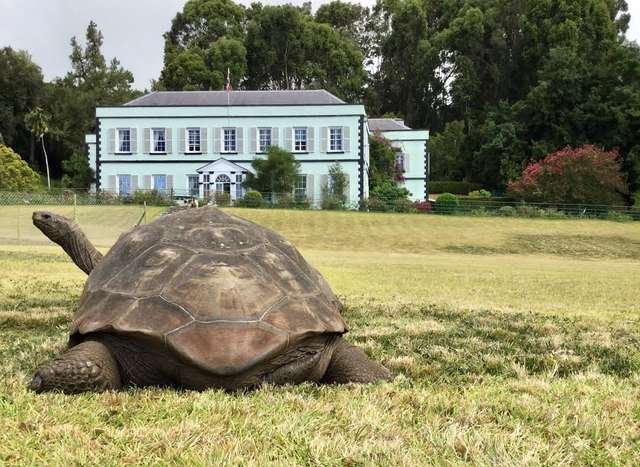 Jonathan, The Giant Tortoise, Is The World’s Oldest-Known Animal