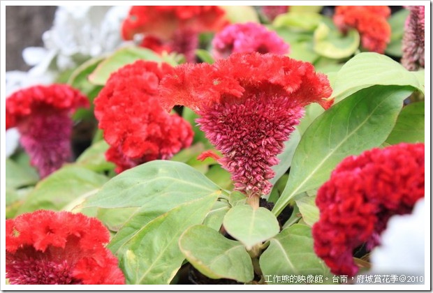 Tainan_Park_flower12