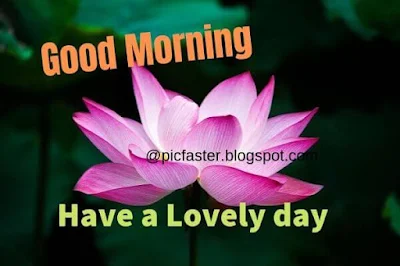 Good Morning Flower Images Free Download