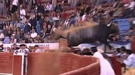 bull_jumps_ring