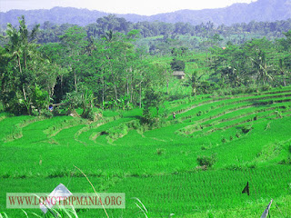 Inilah Foto Pemandangan Sawah Di Bali   