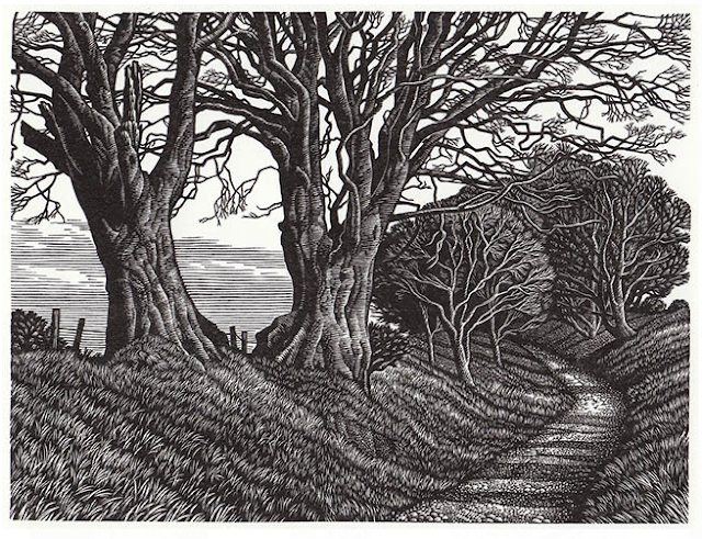 Lewesdon Hill Beeches by Howard Phipps