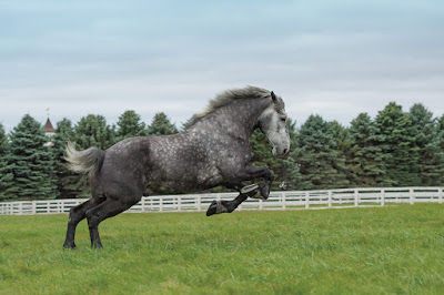 percheron_Associazione_Mammagatta