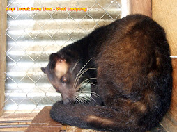 Kopi Luwak Lampung Barat