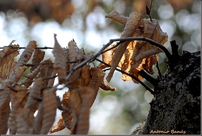 _DSC5477X1